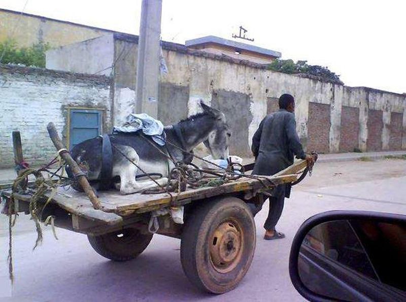 insolite_25