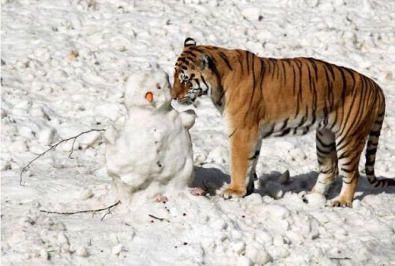 insolite_44
