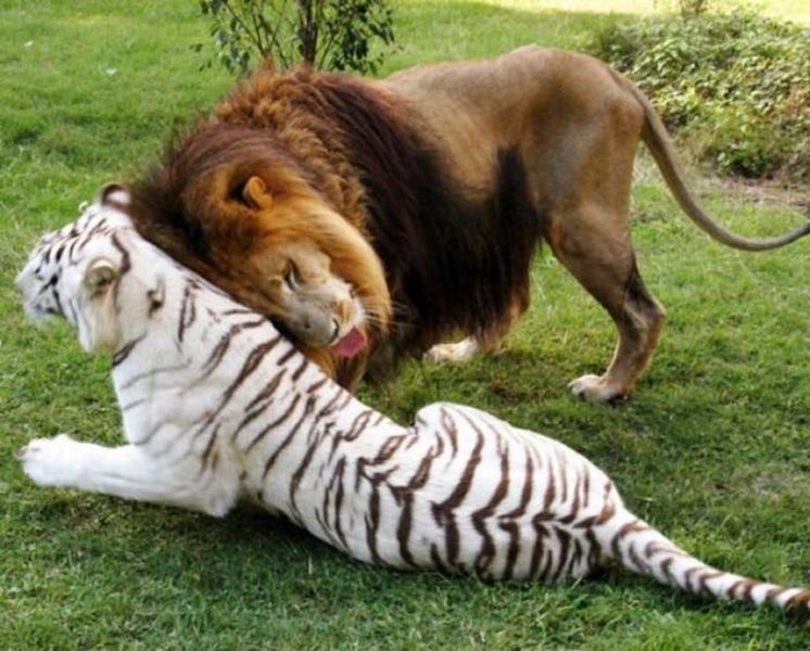 insolite_53