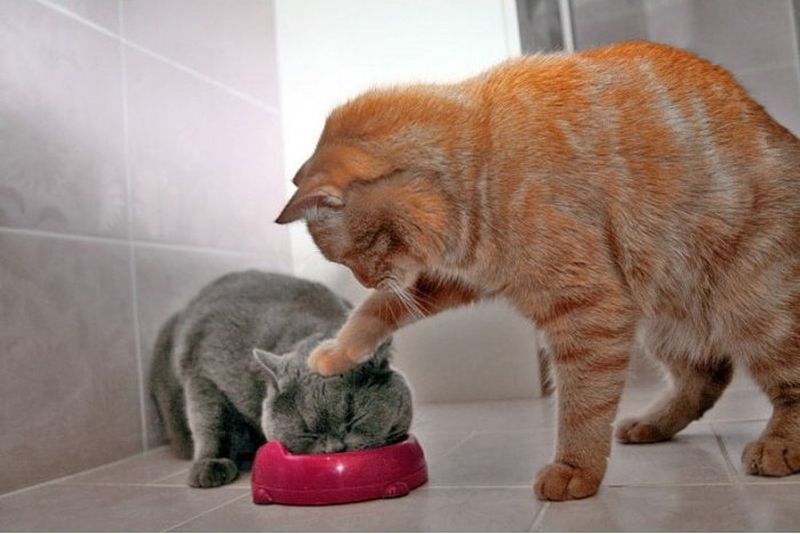 insolite_109
