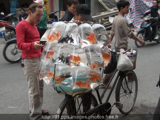 autres-insolite-hanoi-vietnam-1307479520-1115323