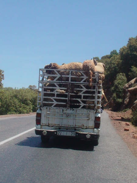 camion_moutons