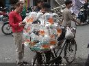 cliquez ici pour voir l'image (autres-insolite-hanoi-vietnam-1307479520-1115323.jpg)