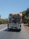 cliquez ici pour voir l'image (camion_moutons.jpg)