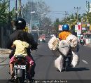 cliquez ici pour voir l'image (motos-au-bout-du-monde-indonesie-1333847386-1086133.jpg)